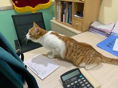 -米苏动物医院·犬猫专科·骨科外科内窥镜