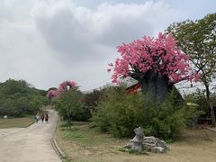 -天适樱花悠乐园