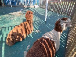 -萌宠亲子动物乐园(槐房万达店)