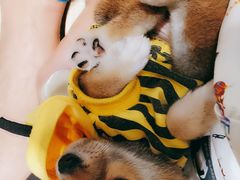 -逗柴咖啡屋·狗咖猫咖宠物桌游