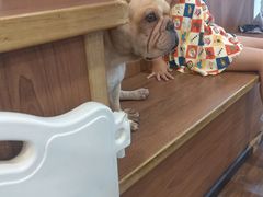 -柯斗斗主题餐厅·狗咖·围炉煮茶·茶饮(国瑞升平里店)