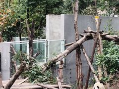 -成都大熊猫繁育研究基地