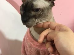 -李小姐の猫咖啡馆(五角场店)