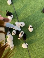 -萌宠亲子动物乐园(槐房万达店)