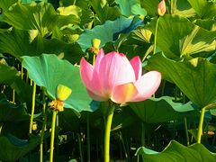 -莲花池公园
