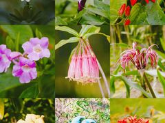 -中国科学院西双版纳热带植物园