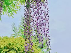 -嘉定紫藤园