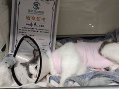 -瑞派紫金宠物医院24小时·骨科·中兽医·重症转诊中心(番禺大石院)