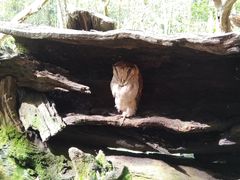 -普洱太阳河森林公园