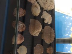 -上海海洋大学鱼文化博物馆(军工路校区)