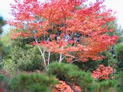 -常寂光寺