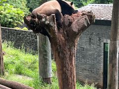 -都江堰中华大熊猫苑