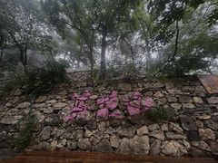 -大芦花风景区