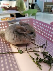 -Moni星球萌宠·小马宝莉·灵蛇·高端高阶全萌宠互动体验俱乐部(红豆国际广场店)
