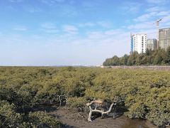 -北海金海湾红树林生态旅游区