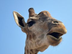 -济南野生动物世界