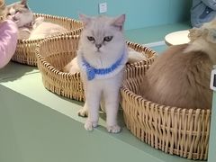 -怪兽屋·羊驼·猫咖·狗咖(俊华广场店)