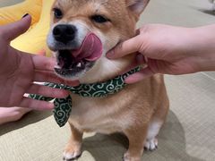-逗柴咖啡屋·狗咖猫咖宠物桌游