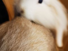 -猫猫幼稚园·撸猫·桌游·电玩