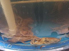 -四海蒸鲜蒸汽海鲜自助(北戴河店)