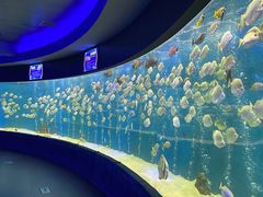 -合肥海洋世界