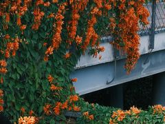 -香蜜公园