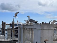 -圣马尔谷圣殿宗主教座堂