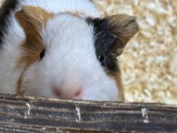 -Zoolung Zoolung动物主题公园(海信广场店)