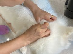 -瑞鹏宠物医院犬猫全科(真大分院)