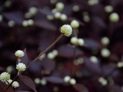 DSC_3448-广州锦绣香江度假别墅