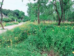 -昆山城市生态森林公园