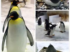 -大连圣亚海洋世界