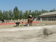 -北京群众马术培训基地