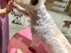 -百好乐宠物友好餐厅(朝外大街店)