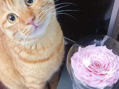 -ROSEONLY诺誓(青岛万象城店)