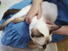 -Heymao猫咖.咖啡厅(东门店)