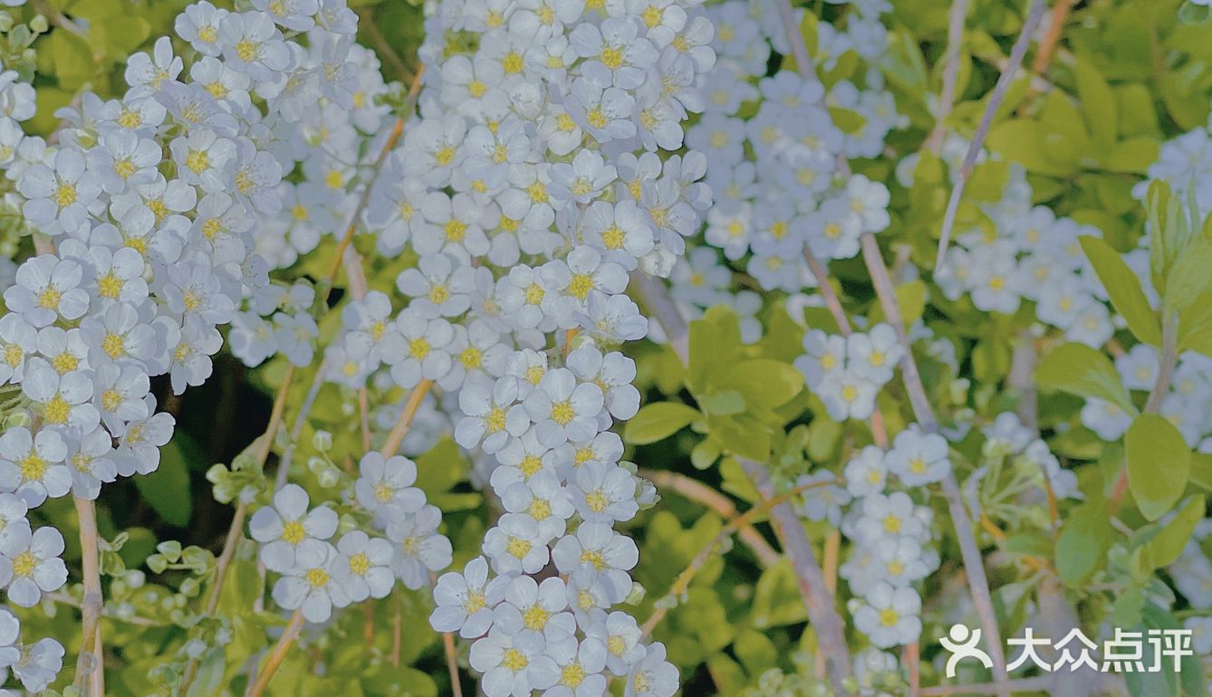 🌸无锡鼋头渚-樱花没开