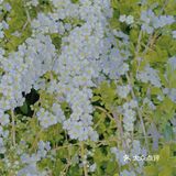 🌸无锡鼋头渚-樱花没开