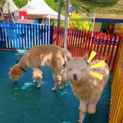 -萌宠亲子动物乐园(槐房万达店)