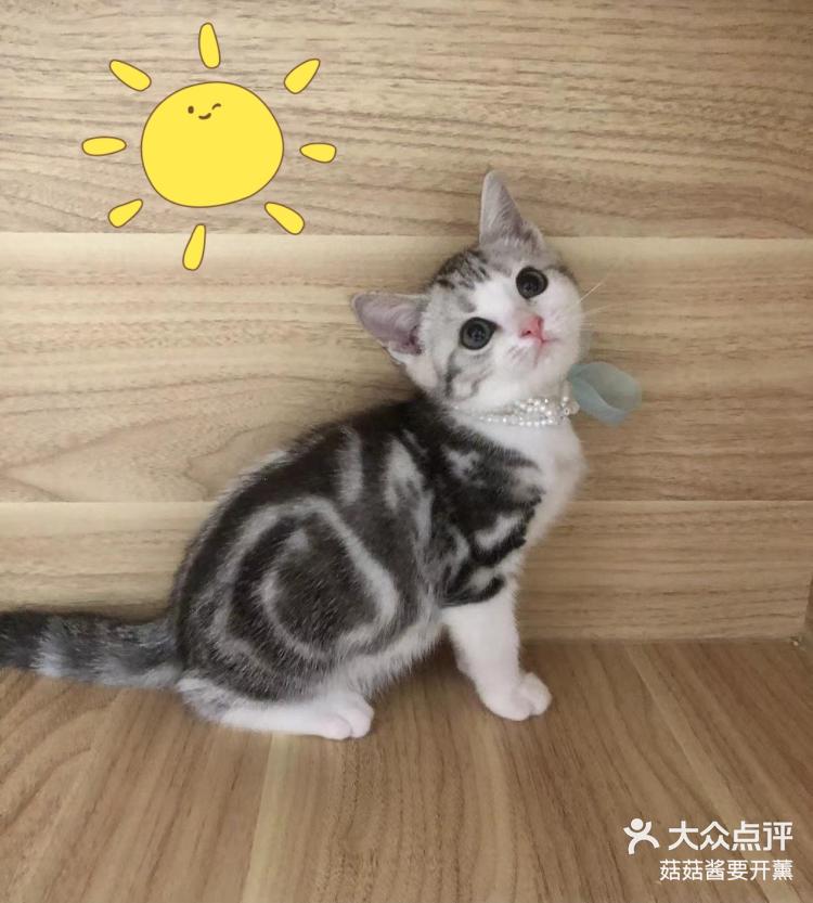 七月猫猫子双手挡腿图片