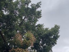 -梧桐山风景名胜区