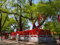 -大槐树寻根祭祖园