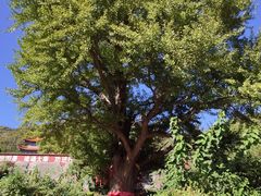 -遵化市禅林寺古银杏风景园