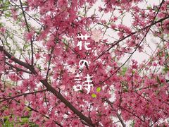 -西湖文化广场