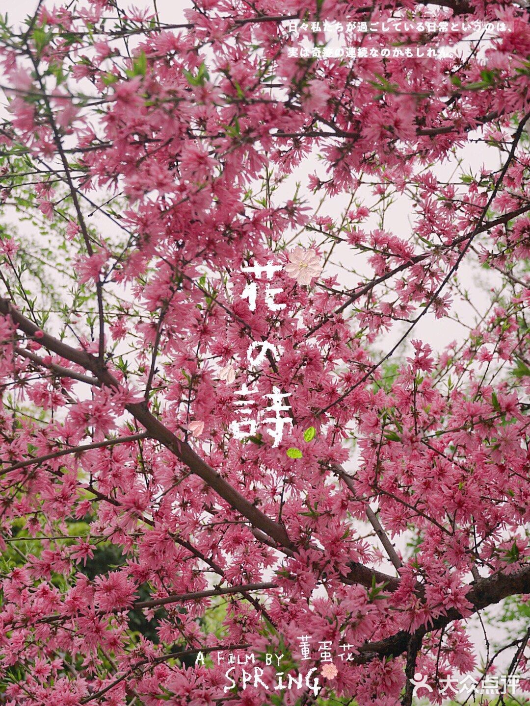 在西湖文化广场邂逅一抹粉红菊花桃，桃花依旧笑春风😄