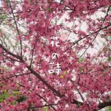 在西湖文化广场邂逅一抹粉红菊花桃，桃花依旧笑春风😄