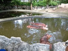 -清迈夜间动物园