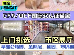 -麒麟缅因猫舍·十五年缅因猫选购中心
