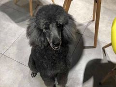 -帕帕拉兹宠物(亚洲旗舰店)