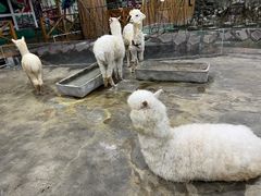 -上海大自然野生昆虫馆(东方明珠·爬宠昆虫探索中心)